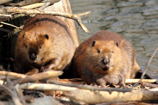 Fil:Maw - Paw Beaver-6804.jpg