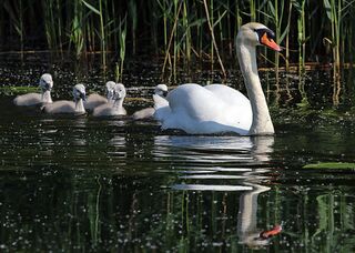 File:Mute swan (Cygnus olor) and cygnets.jpg