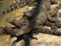 Crocodile du Siam-Siamese Crocodile (Crocodylus siamensis) 2.JPG