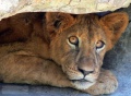 Jeune lion-16.jpg