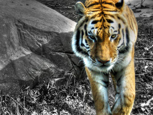 Quiz:Les tigres — Wikimini, l’encyclopédie pour enfants