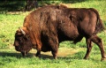Bison d'Europe (Bison bonasus).jpg