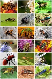 Hymenoptera Diversity.jpg