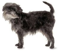 Affenpinscher dog.jpg