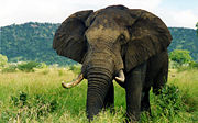 Elephant-1-966.jpg