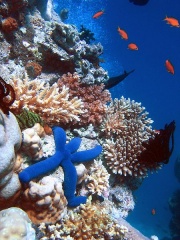 Grande barrière de corail-Récif coralien-Biodiversité-Écosystème-Ecosystème-Coraux.jpg