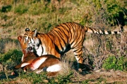 Tigre de Chine méridionale et sa proie, une antilope.jpg