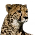 Cheetah (Acinonyx jubatus)-isolated.jpg