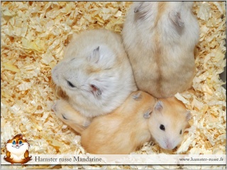 Fil:A-hamster russe mandarine.jpg