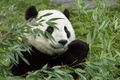 Baby-panda.jpg