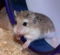  hamster roborovski