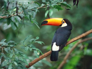 File:Toco Toucan.jpg