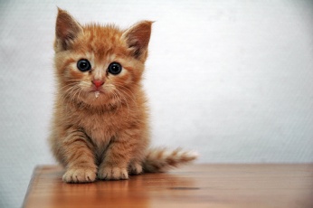 Chaton-Tigrou-860.jpg