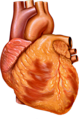 Coeur humain - Human Heart.png