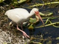 American white ibis-Ibis blanc (Eudocimus albus).jpg