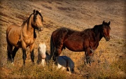 Mustang Cheval sauvage-1180.jpg