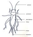 Schéma anatomie grillon.jpg