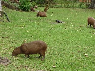 Fil:Capibara-6030.jpg