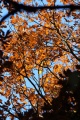 Vignette pour la version du 28 octobre 2013 à 12:07