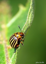 Doryphore Insecte-5651.jpg