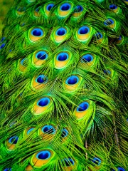 Fil:Peacock Plumes-9922.jpg