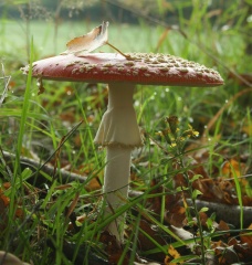 Fil:Amanite tue-mouche-6944.jpg