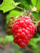 Framboise-5971.jpg