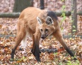 Loup à crinière-Maned wolf (Chrysocyon brachyurus).jpg