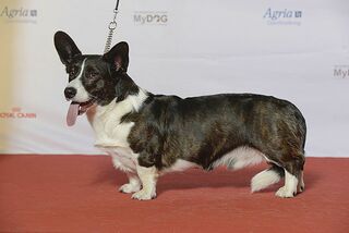 File:Welsh Corgi Cardigan.jpg
