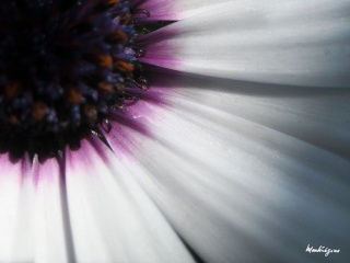 Fil:Fleur-9233.jpg