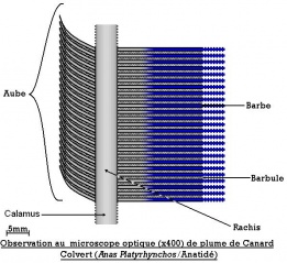 Fil:Structure détaillée d'une plume.jpg