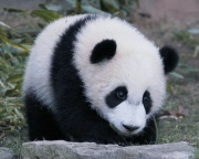 Panda bébé!-2715.jpg