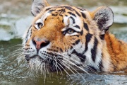 Tigre qui nage dans l'eau-2232.jpg