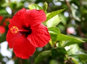 Hibiscus Rose de Chine (Hibiscus rosa-sinensis).jpg
