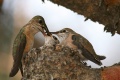 Calliope Hummingbird (Selasphorus calliope)-mother feeding chicks.jpg