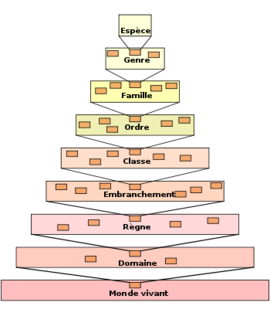 Genre (biologie) — Wikimini, l’encyclopédie pour enfants