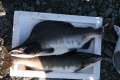Thumbnail for version as of 09:25, 8 June 2010