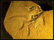 Archaeopteryx -4817.jpg