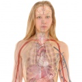 Corps humain-femme-organes.jpg