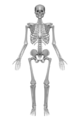 Skelett.png