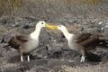 Albatros des Galapagos.jpg