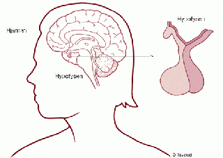 File:HYPOFYS.gif