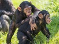 Deux jeunes chimpanzés.jpg