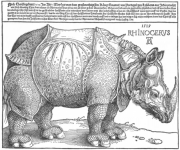 Rhinocéros A. Dürer.png