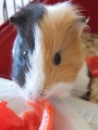 Thumbnail for version as of 15:10, 9 October 2011