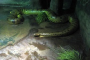 NYC - Bronx - Bronx Zoo - House of Reptiles - Anaconda-9323.jpg