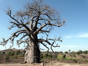 Baobab tree in India-4527.jpg