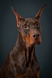 Dobermann chien-8453.jpg