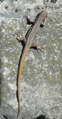 Fil:Lézard des murailles.jpg