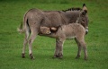 Donkey (Equus asinus)-mother and baby.jpg